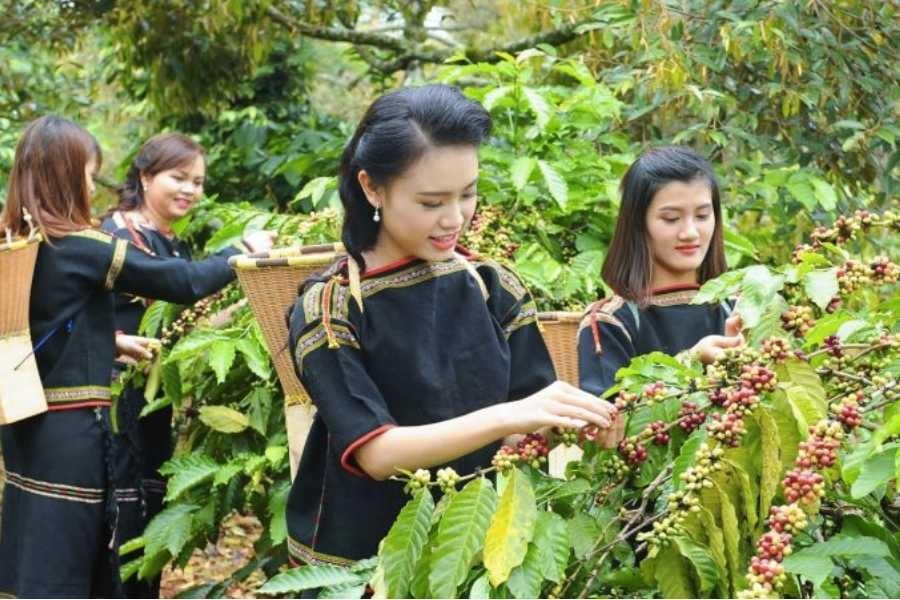 cà phê Tây Nguyên
