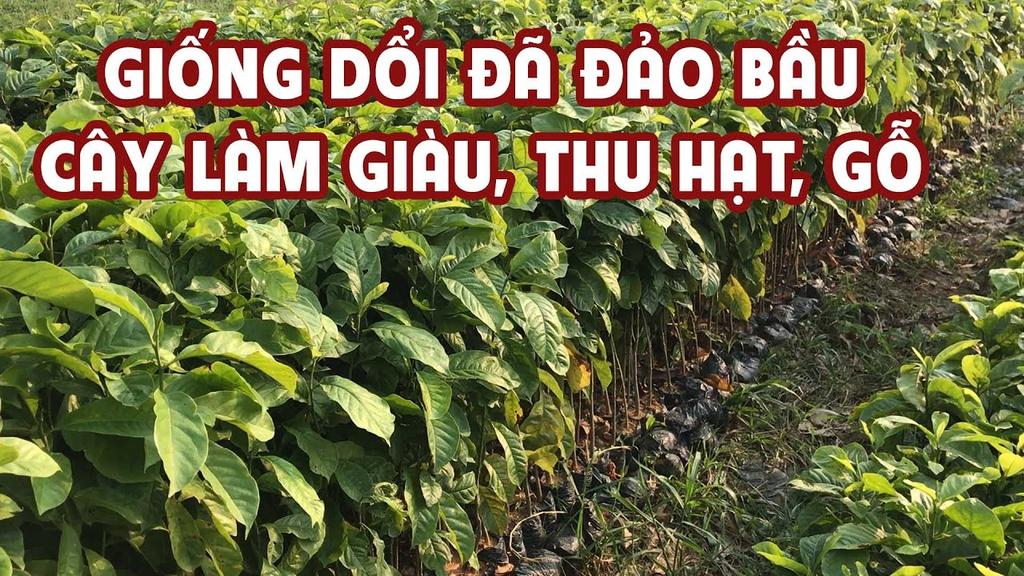 hạt dổi chất lượng