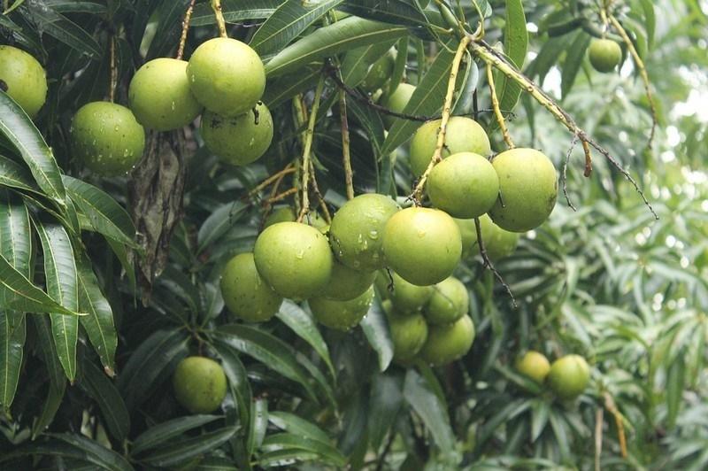 trái cây Tây Nguyên