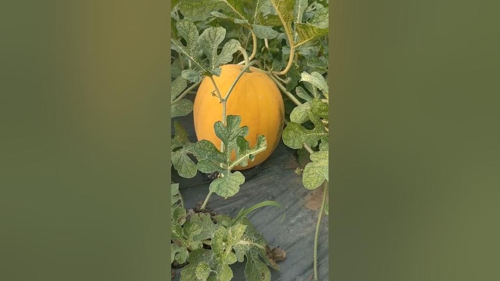 auxin trong nông nghiệp