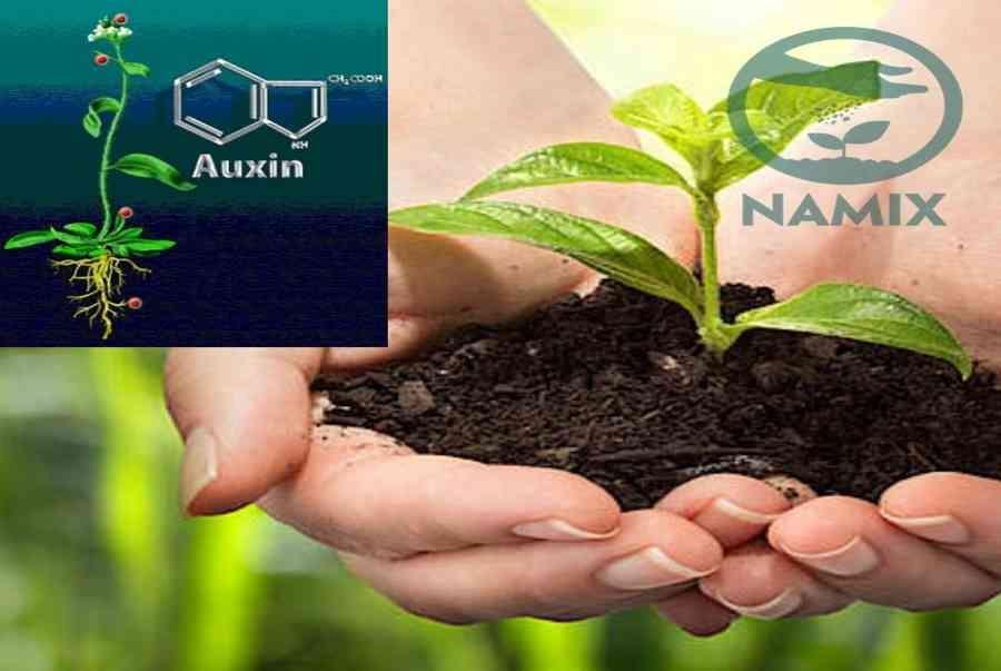 auxin trong sản xuất organic