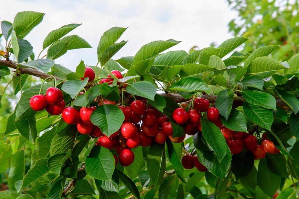 cây cherry non