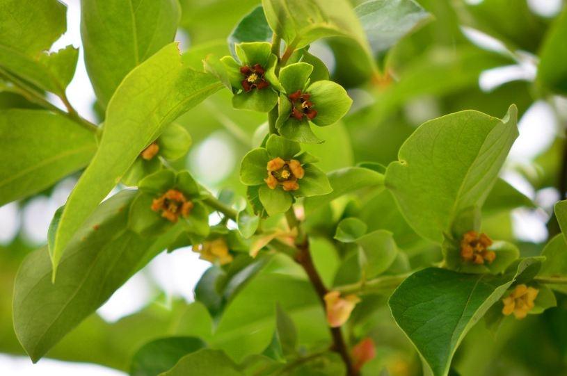 cây hồng không hạt