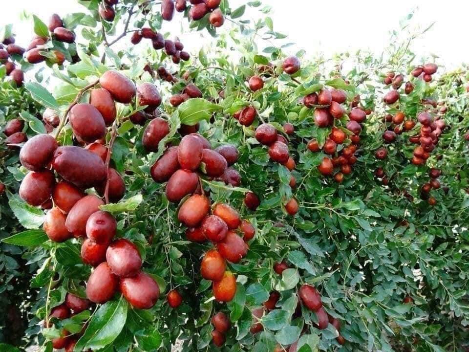 cây táo tàu chín đỏ