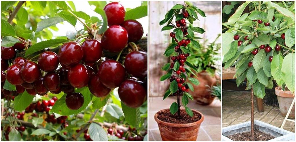 chăm sóc cây cherry