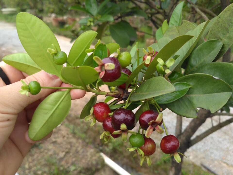 chậu trồng cây cherry