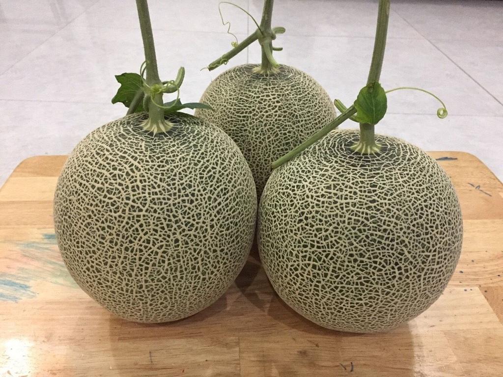dưa lưới giống F1