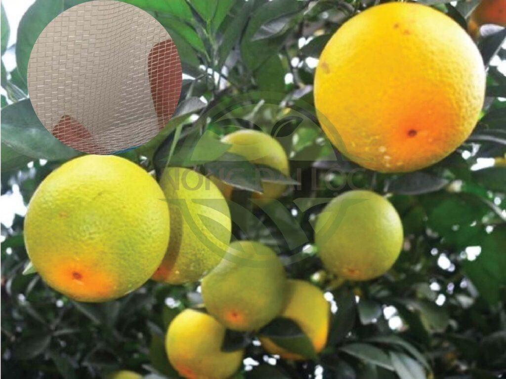 lưới chắn ruồi vàng