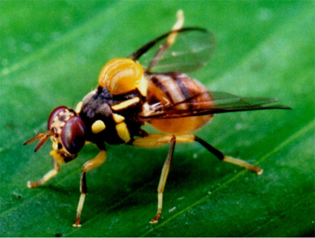 ruồi vàng